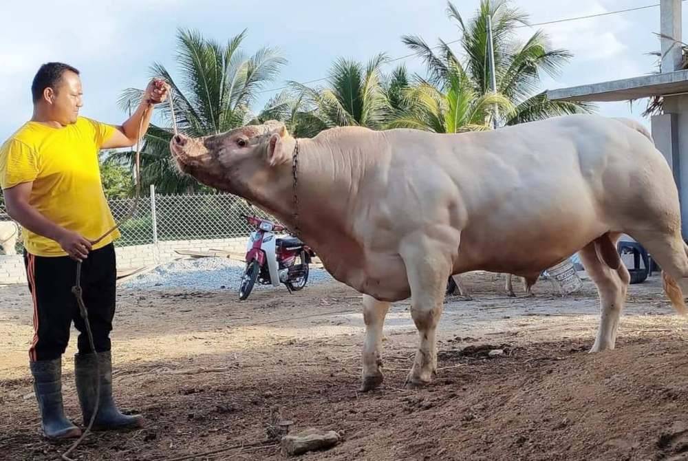 Menurut Mohd Nasrul Hakimi, lembu sado miliknya dijual pada harga sekitar RM20,000 hingga RM30,000.