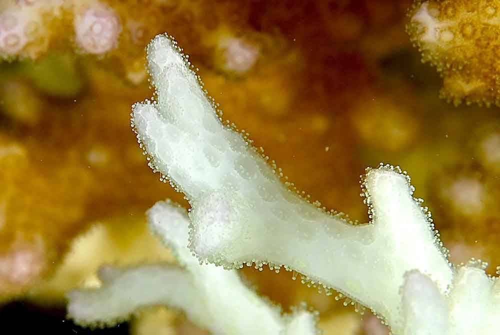 Batu karang bercabang, Pocillopora masih hidup dan menunggu peluang untuk memulih jika suhu air laut kembali ke paras normal dalam masa terdekat.