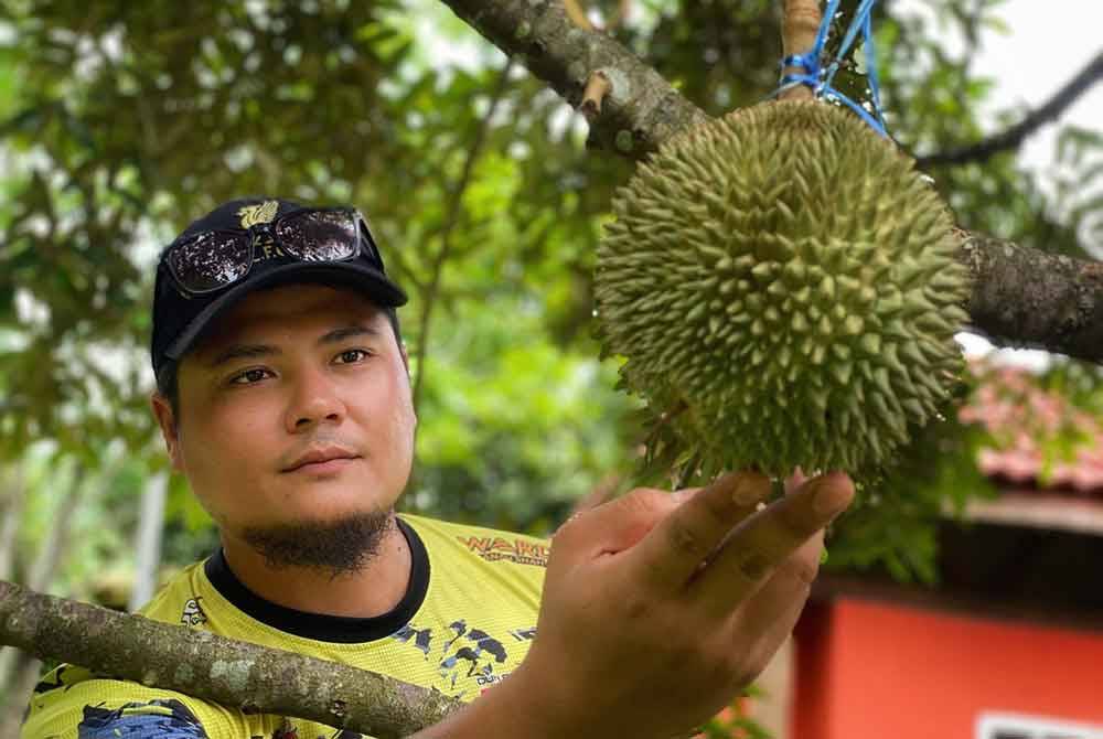 Ahmad Luqman Hakim memeriksa buah durian duri hitam di dusunnya di Kampung Sungai Kechil, Changlun di sini pada Selasa.