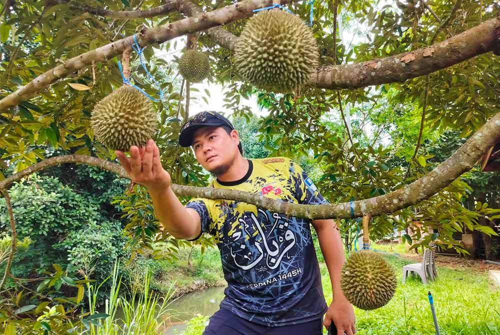 Pengeluaran durian musim ini menurun lebih 40 peratus akibat cuaca panas.