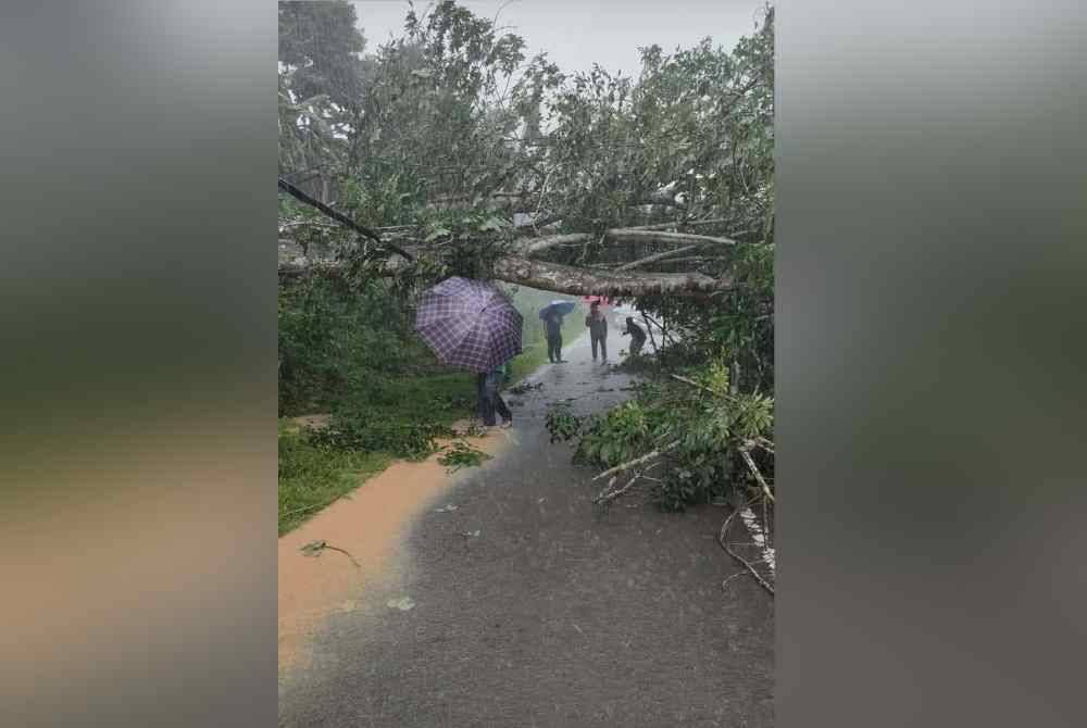 Pokok tumbang dan terkena pada talian voltan tinggi SESB di Jalan Tompinahaton, Kiulu, Tuaran.