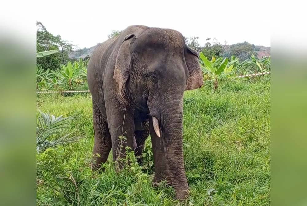 Perhilitan Terengganu berjaya menangkap seekor gajah jantan dianggarkan seberat 2 tan untuk dipindahkan ke habitat lebih selamat.