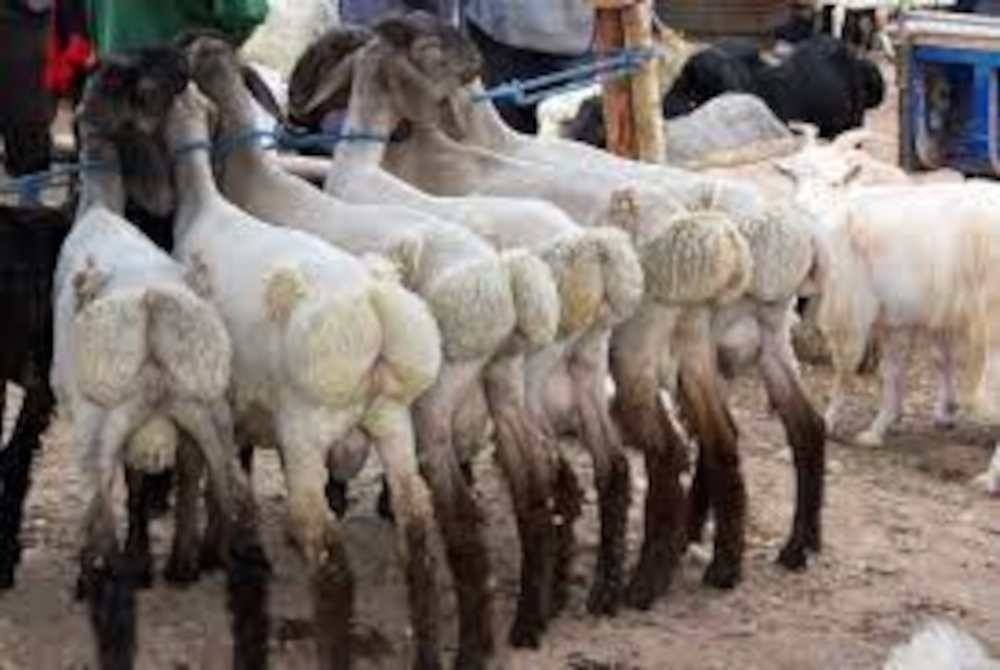 Kambing biri-biri yang dijual di sebuah pasar di di Xinjiang sering dikunjungi golongan muda selepas trend menepuk punggung haiwan ternakan tular di media sosial di China. Foto Agensi
