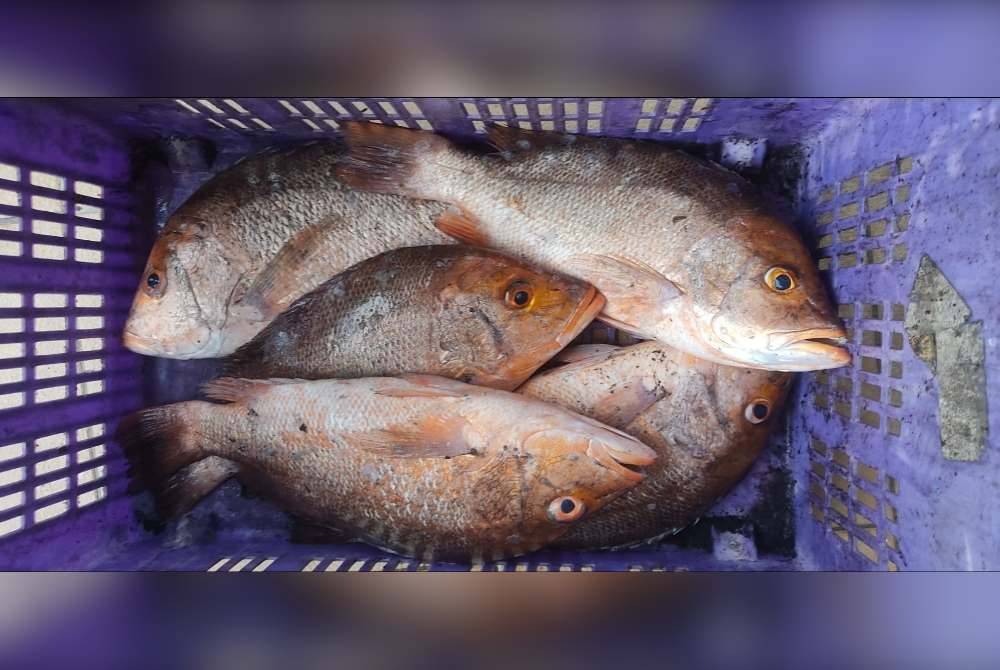 Ikan merah yang cuba diseludup ke Singapura.