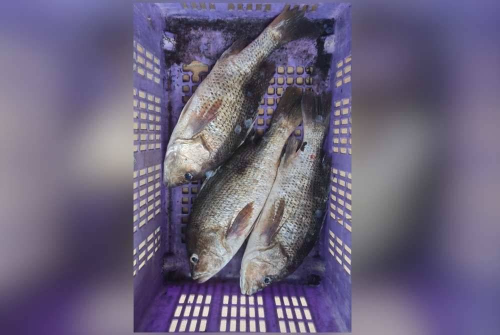 Ikan kerapu yang cuba diseludup ke Singapura.