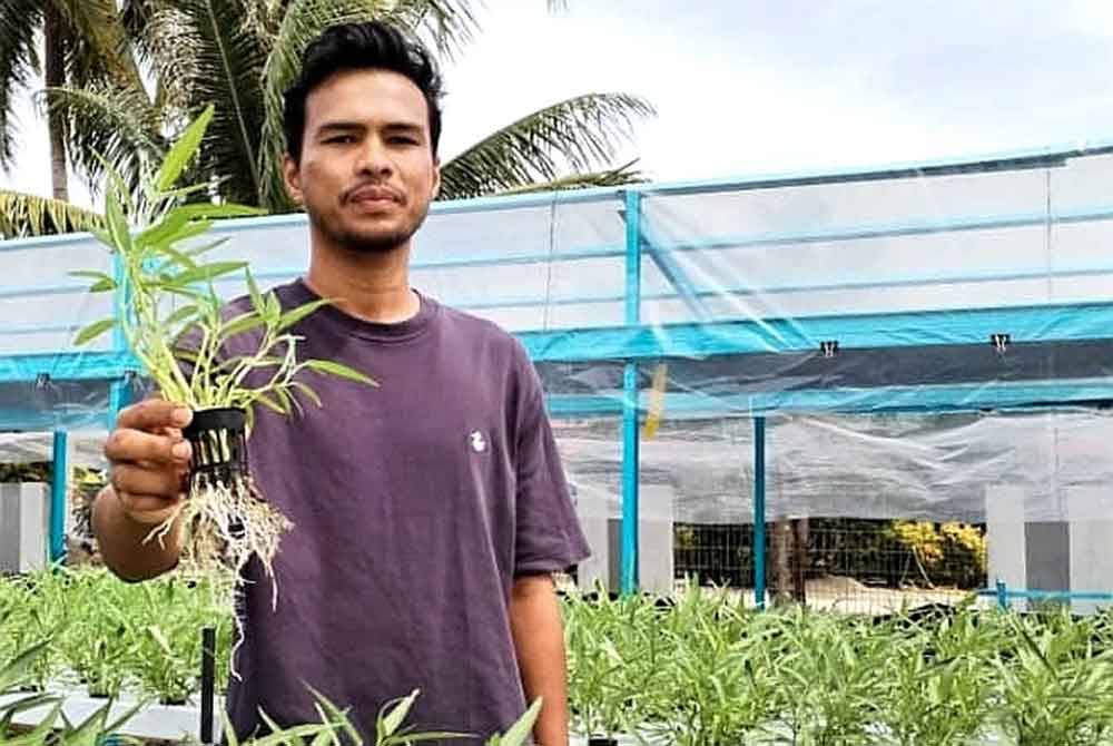 Muhammad Syafiq menunjukkan antara hasil tanaman kangkung secara hidroponik yang diusahakan di atas tanah terbiar seluas 0.2 hektar di Kampung Gong Kepas, Besut.