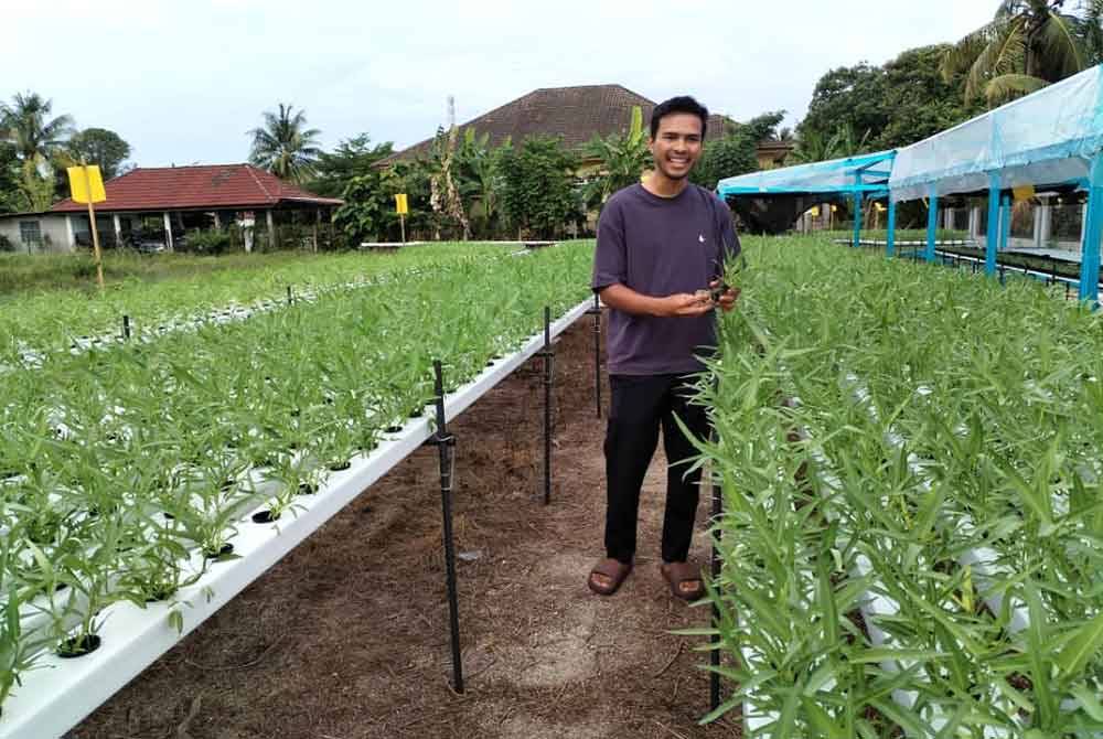 Sebahagian tanaman kangkung yang juga digelar 'sayur longkang' diusahakan menggunakan kaedah pertanian moden oleh Muhammad Syafiq dan rakannya, Zulfitri.