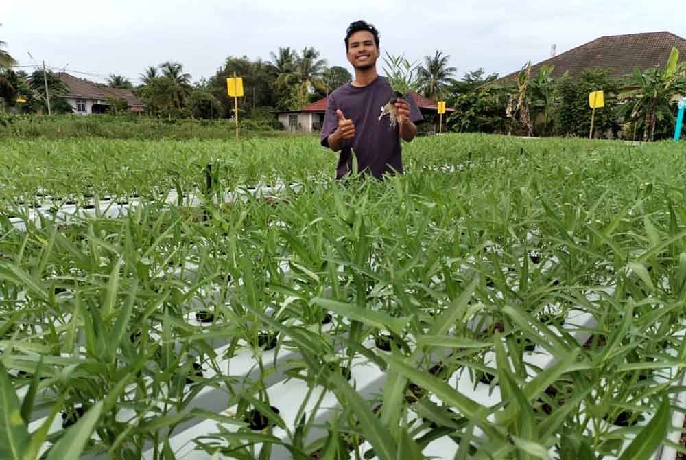 Muhammad Syafiq bersama sayuran kangkung yang hampir matang dan sedia untuk dituai.