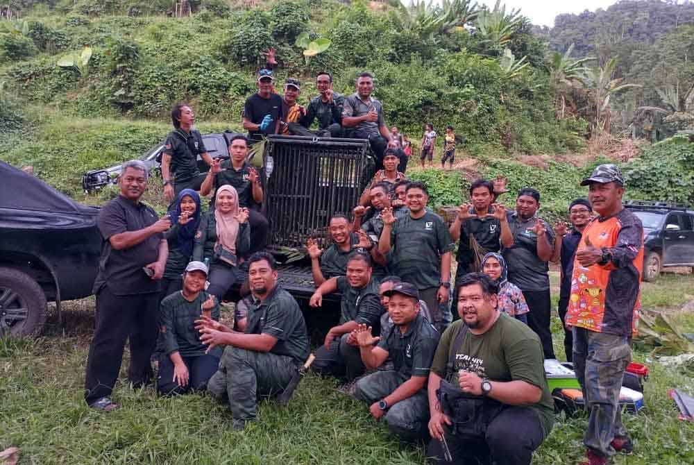 Perhilitan Perak berjaya membawa keluar harimau belang yang telah masuk perangkap yang dipasang sejak 20 Jun lalu. Foto: ihsan pembaca
