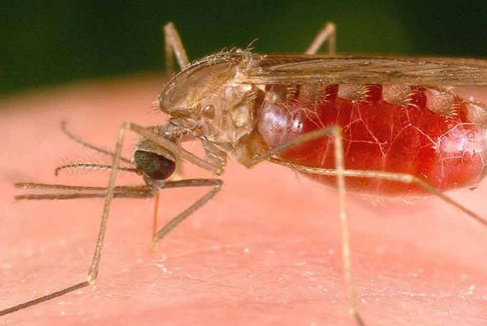 Kementerian Kesihatan dan Kementerian Perlindungan Alam Sekitar Israel bersama-sama mengumumkan pengesanan nyamuk yang membawa virus Nil Barat di kawasan metropolitan Tel Aviv. - Gambar hiasan