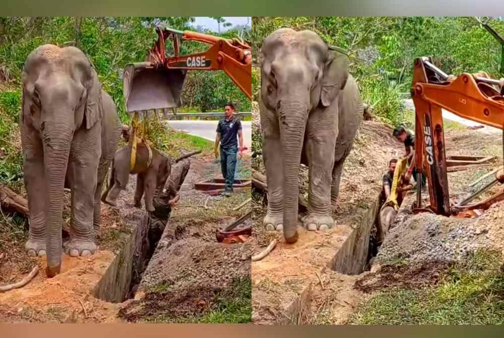 Anak gajah itu diselamatkan menggunakan tali yang diikat pada jengkaut.