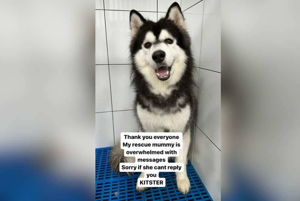 Anjing baka Husky yang diselamatkan dan kes disiasat oleh DVS.