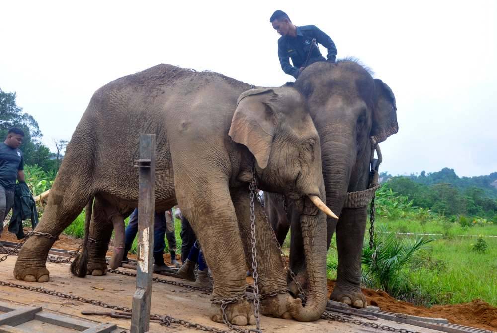 Anggota Perhilitan Terengganu menggunakan dua ekor gajah denak, iaitu Suria dan Kala dalam membantu operasi memindahkan seekor gajah jantan liar di Kampung Pak Sik, Hulu Besut bermula jam 8.30 hingga 11.30 pada Khamis. Foto Bernama