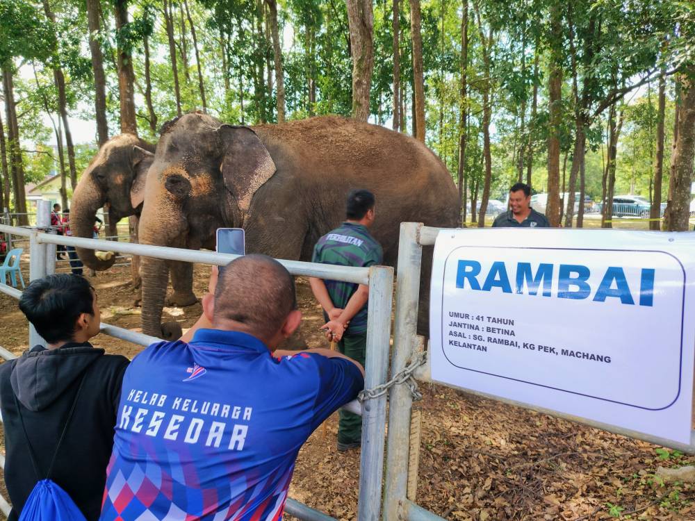 Pengunjung berpeluang menyaksikan secara dekat dua ekor gajah denak, Myantopian dan Rambai yang dibawa khas dari Pusat Konservasi Gajah Kuala Gandah (PKGK), Lanchang