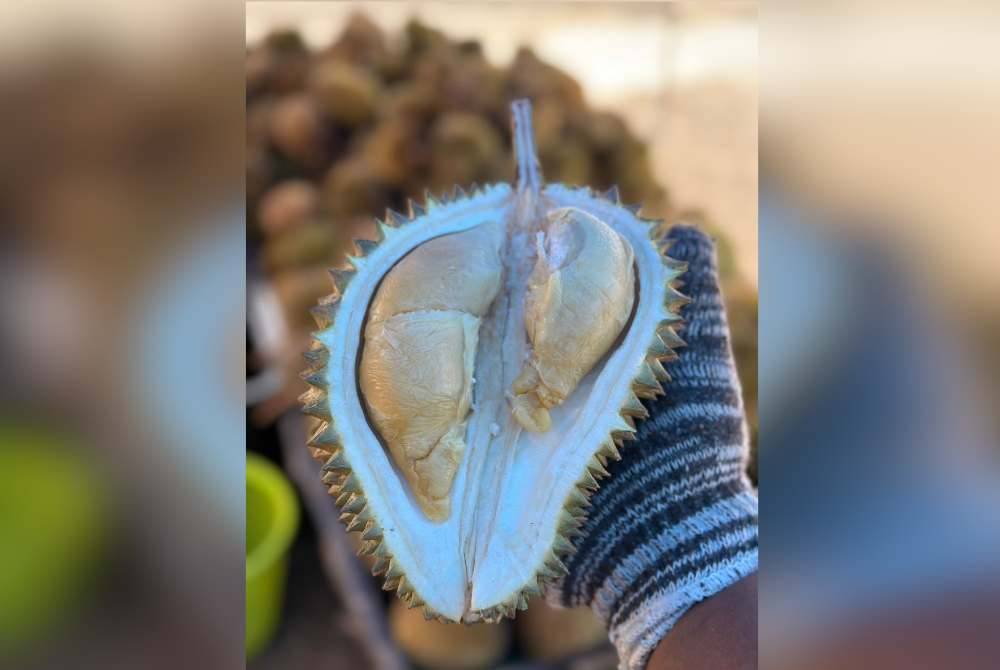 Pelanggan memilih durian yang dijual oleh Mohamad Azim