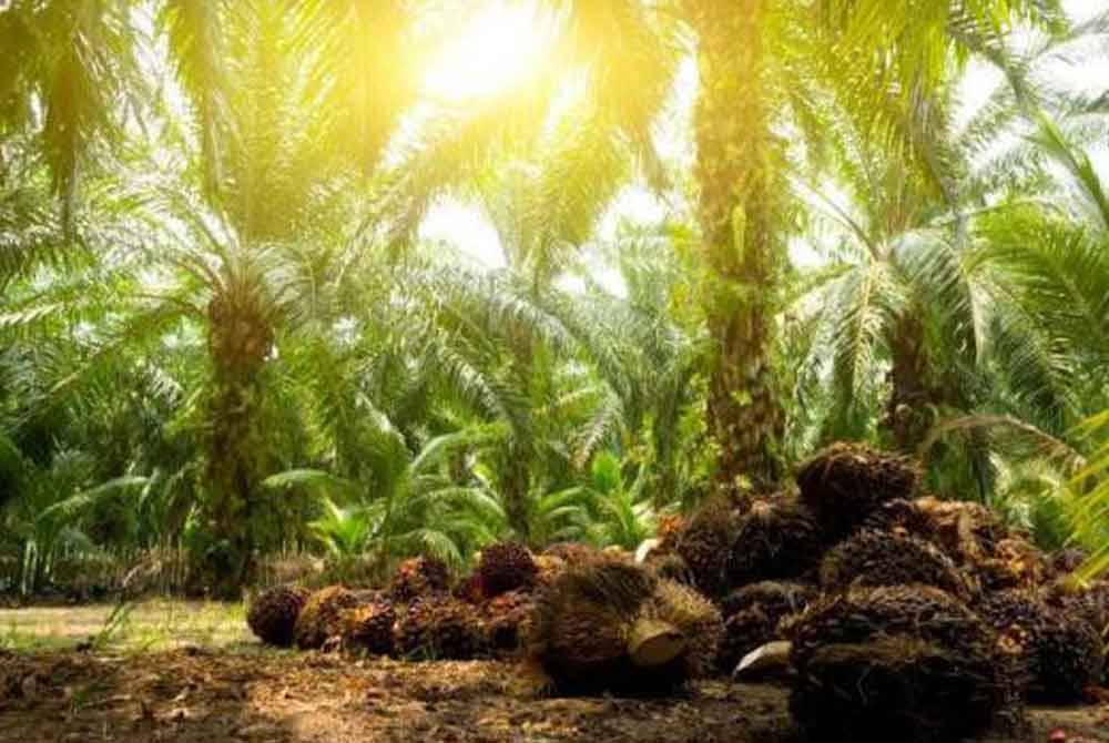 Sebanyak 45 peratus isi rumah, restoran, hotel dan industri makanan tempatan menggunakan produk hasil titik peluh peneroka Felda.