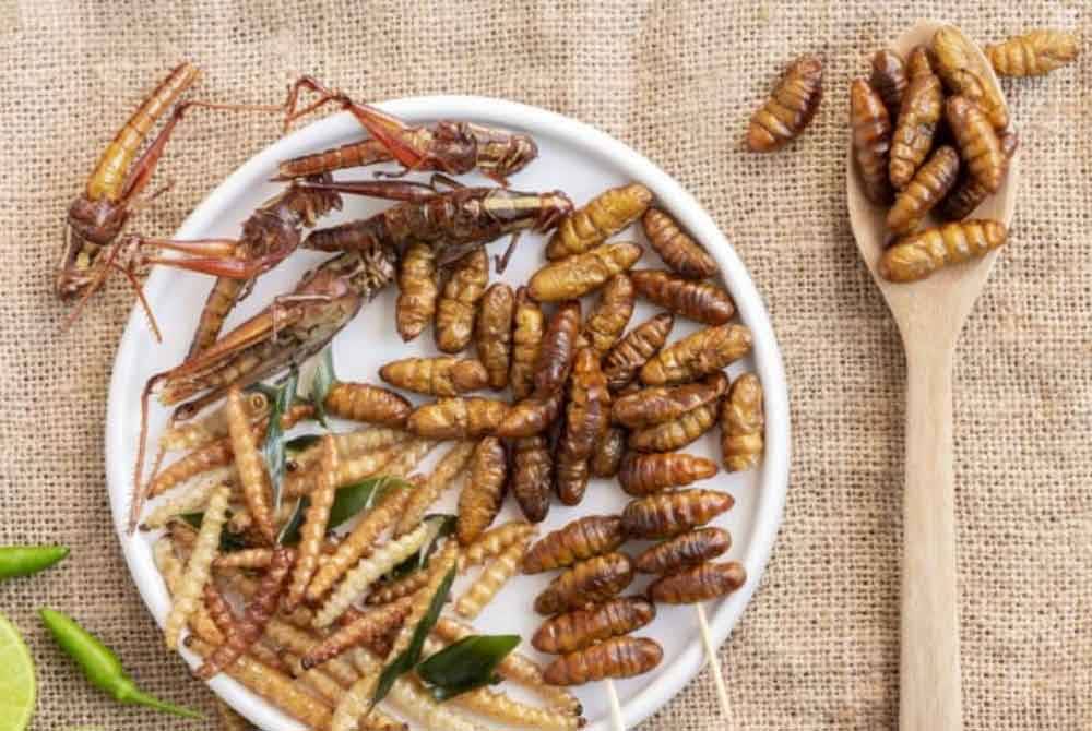 Agensi Makanan Singapura (SFA) pada Isnin telah meluluskan 16 spesies serangga untuk makanan manusia termasuk serangga tertentu seperti cengkerik, belalang juta, belalang, 'mealworm', ulat sutera, dan lebah madu. Gambar hiasan