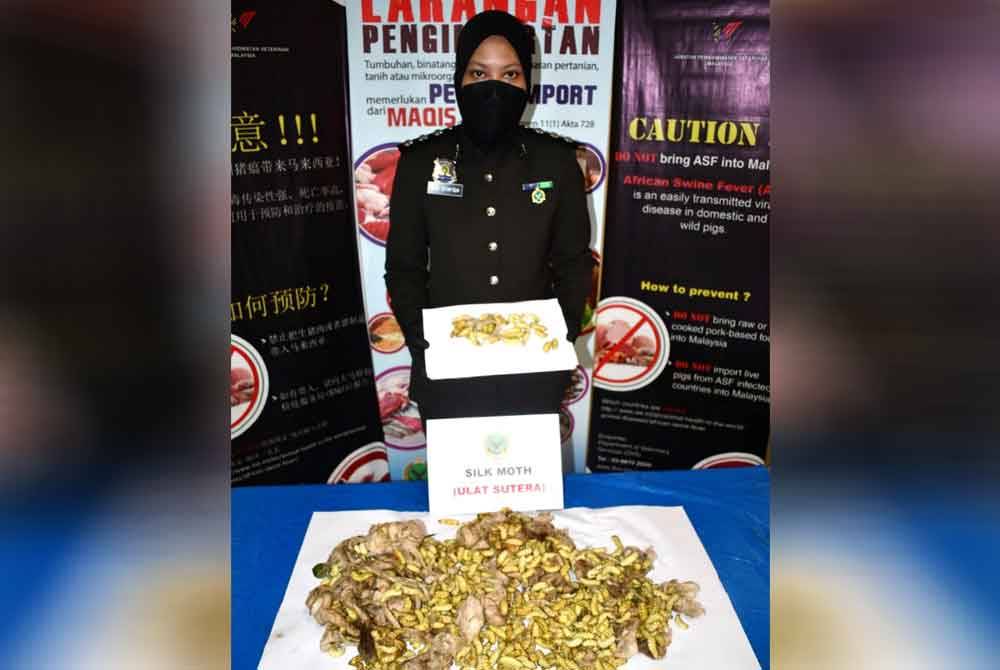 Ulat sutera seberat 15kg tanpa permit dirampas Maqis Pulau Pinang di LTAPP pada Selasa.