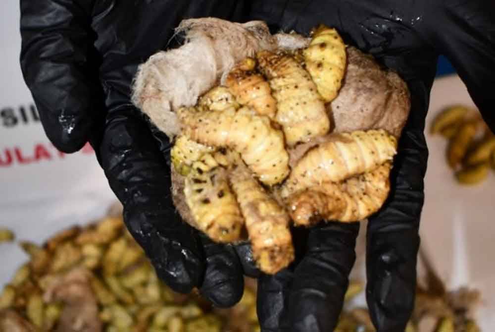 Ulat sutera dibawa masuk dari Vietnam tanpa permit yang sah.