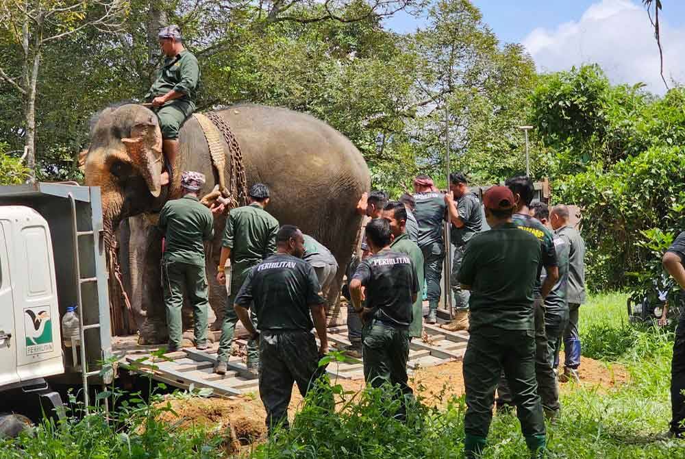 Perhilitan Perak dan PKGK Pahang menjayakan operasi memindahkan gajah betina liar di Kampung Lasah, Sungai Siput.