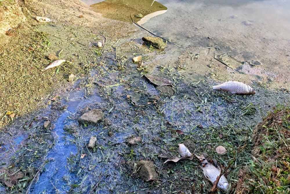 Bangkai ikan ditemukan di tepi tasik.