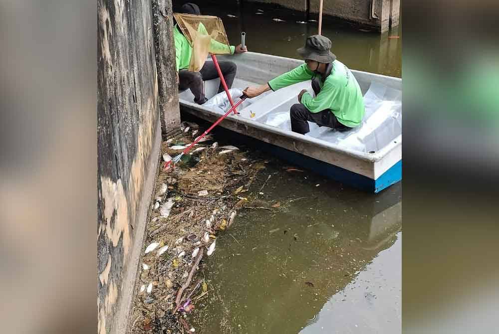 Kerja mengutip ikan mati dilakukan kakitangan MBK.