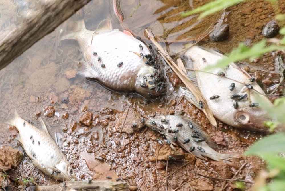 Hasil siasatan bangkai ikan dikenal pasti sebagai lampam dan tilapia.