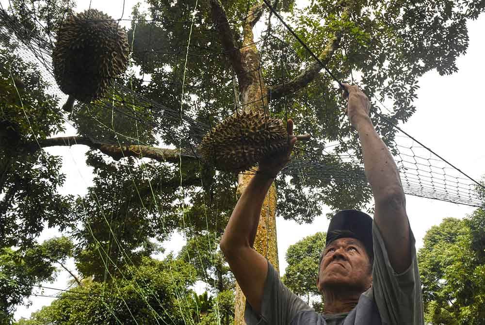Pemilik Wong Durian House, James Wong, 59, mengutip buah durian di dusunnya, Sungai Pinang, Balik Pulau. Foto Bernama