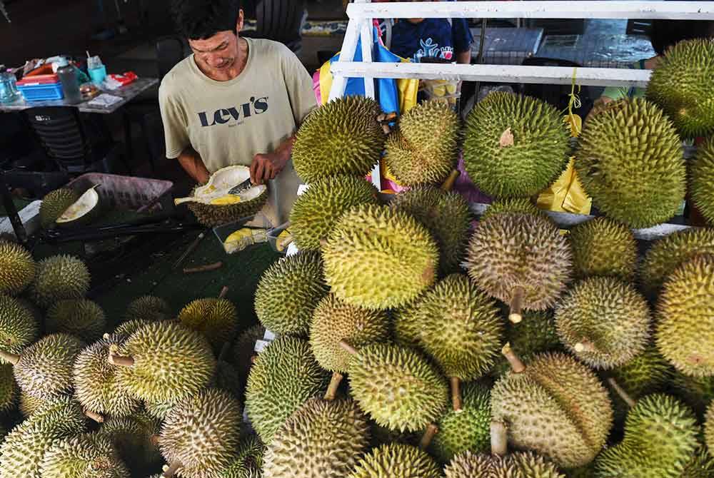 Balik Pulau sememangnya terkenal sebagai syurga durian di kalangan penggemarnya justeru, tidak hairanlah jika ada 'hantu' durian yang sanggup merentas ratusan kilometer ke Pulau Pinang semata-mata mahu merasai kelazatan raja buah itu yang dikatakan tidak terdapat di tempat lain. Foto Bernama