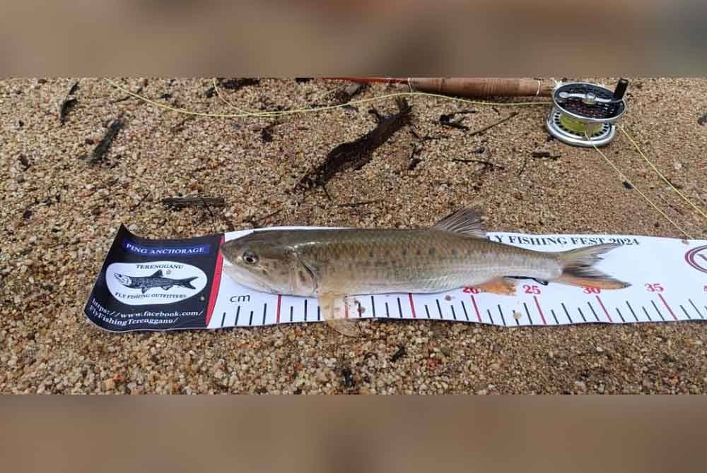 Antara ikan sikang bersaiz besar yang berjaya ditangkap di Sungai Berang, Hulu Terengganu mencapai panjang mencecah 35 sentimeter (sm).