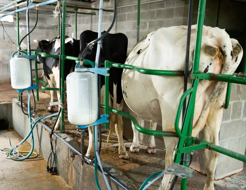 PKPS optimis projek-projek ladang tenusu Sungai Tengi akan mencipta kesan rantaian yang akan menggalakkan lagi pertumbuhan industri pertanian dan jaminan makanan negara. - Gambar hiasan