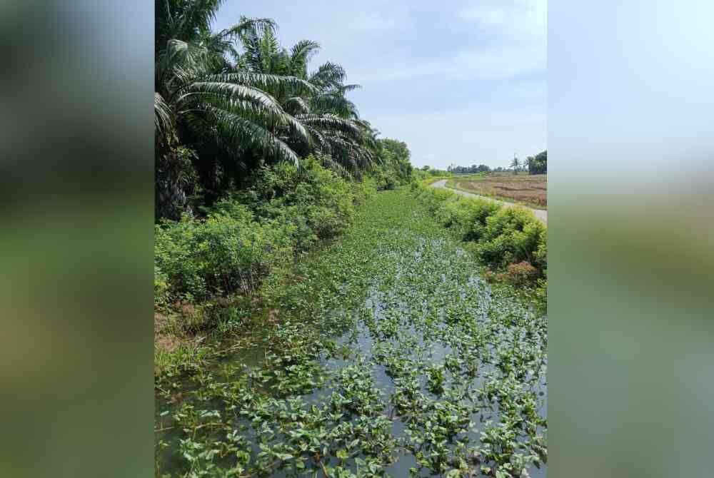 Walaupun peruntukan RM5 bilion telah diumumkan untuk membaik pulih sistem pengairan MADA, pesawah melihat belum nampak ada sebarang tindakan di lakukan.