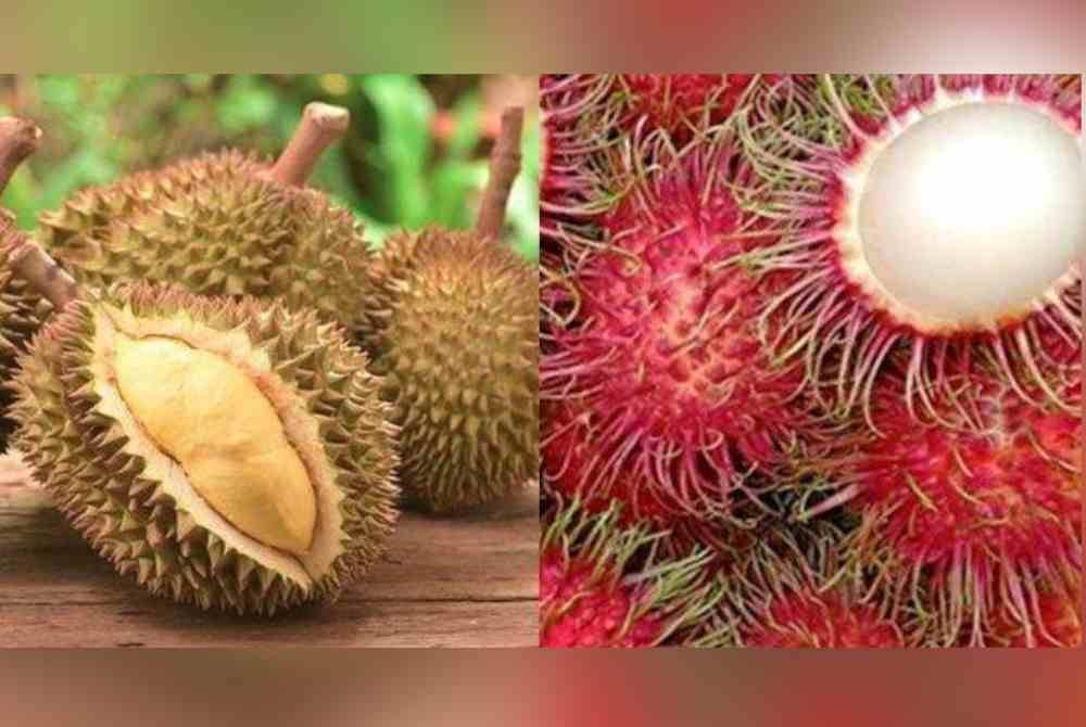 Buah-buahan ini sangat baik untuk kesihatan namun pengambilan secara berlebih-lebihan dan keterlaluan amat tidak digalakkan. Gambar hiasan