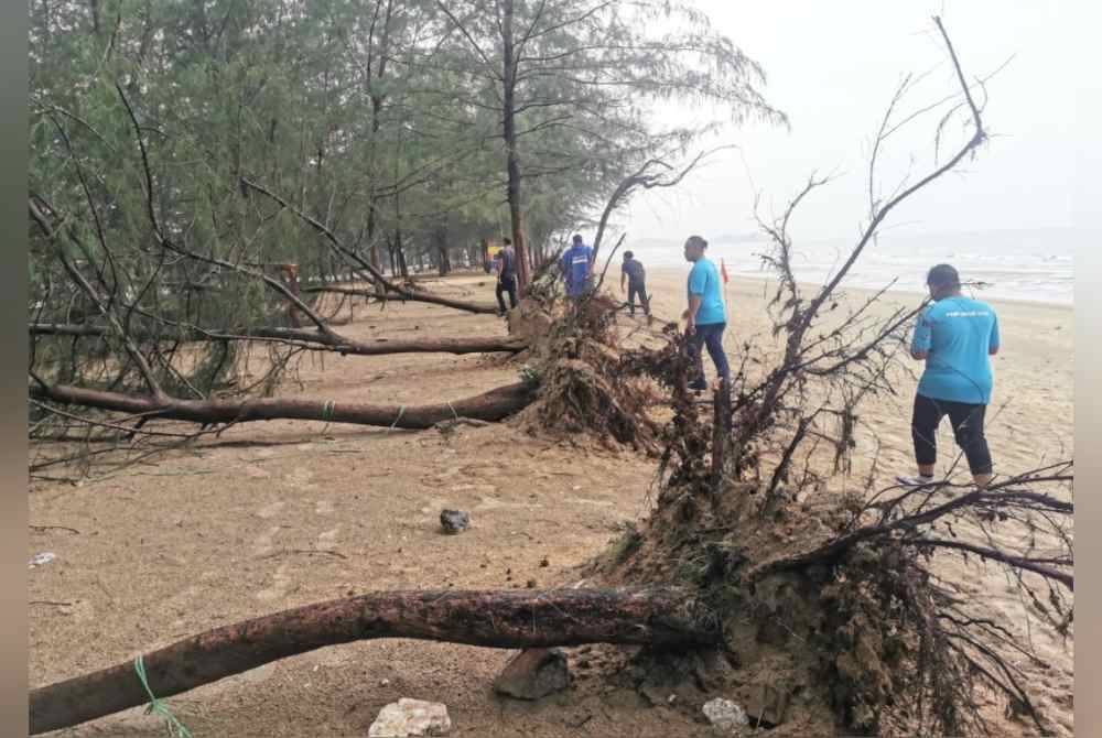
Lebih 10 pokok ru di sekitar Pantai Pulau Kekabu di Marang tumbang akibat dibadai ribut