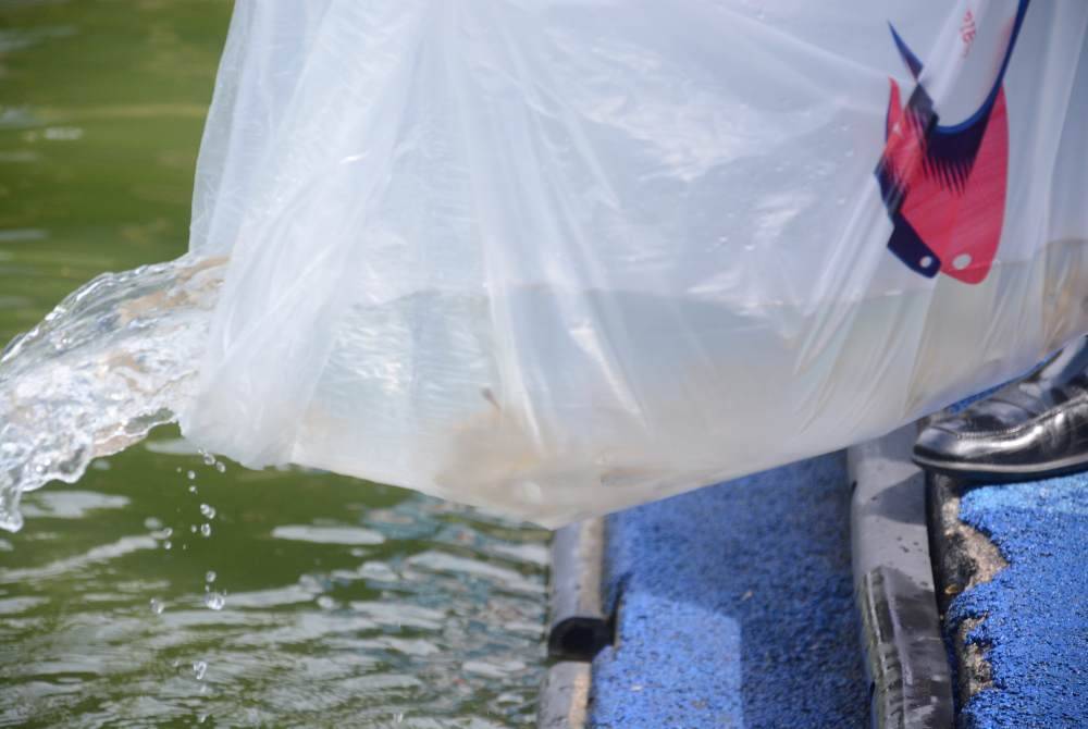 DOF dengan kerjasama Universiti Malaya melepaskan 36,600 spesies ikan asli tempatan di Tasik Varsiti, pada Khamis.