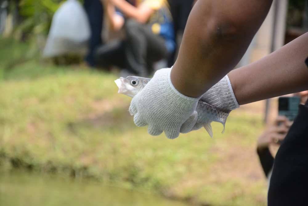 Ikan kelah antara spesies asli tempatan yang dilepaskan di Tasik Varsiti, Universiti Malaysia, pada Khamis, sebagai langkah pemuliharaan biodiversiti.