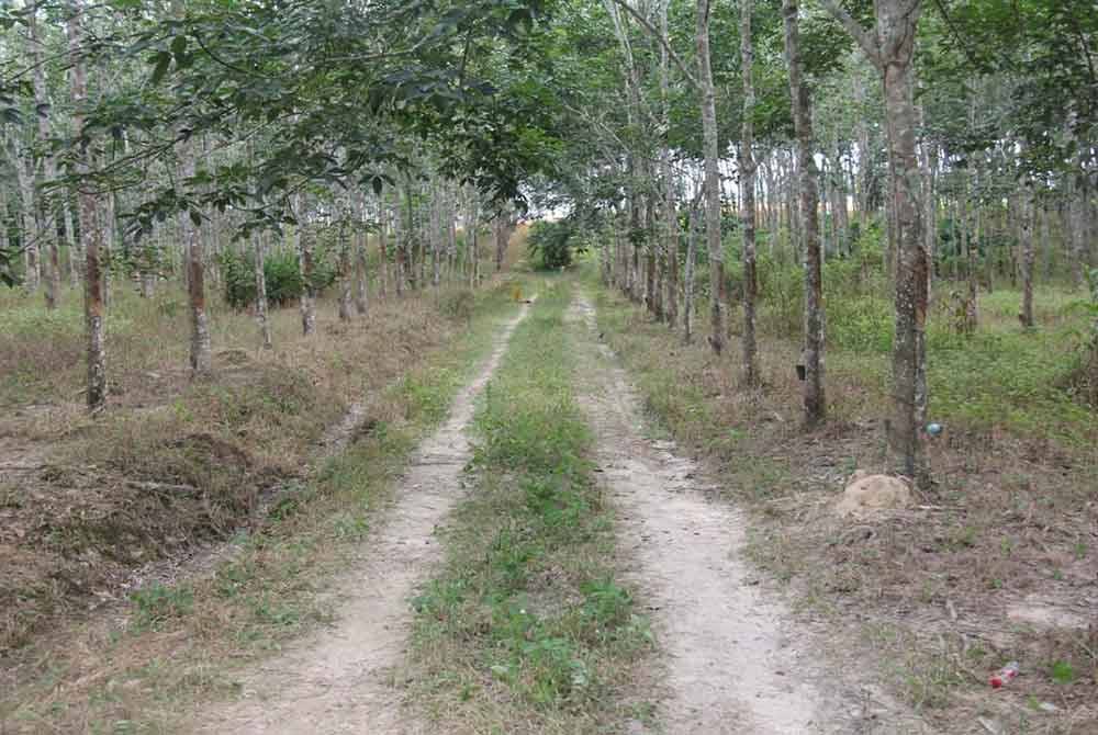 Lelaki warga Myanmar berusia 40-an mengalami kecederaan di bahagian bahu disyaki terkena tembakan semasa berada di dalam kebun getah di kawasan Naka pada Sabtu. - Foto: PDRM