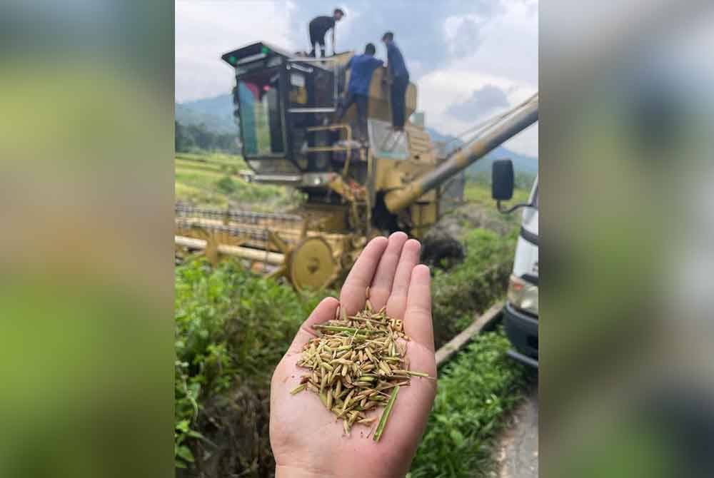 Penyelesaian masalah pengairan dan saliran di kawasan sawah padi membantu tingkat hasil padi.