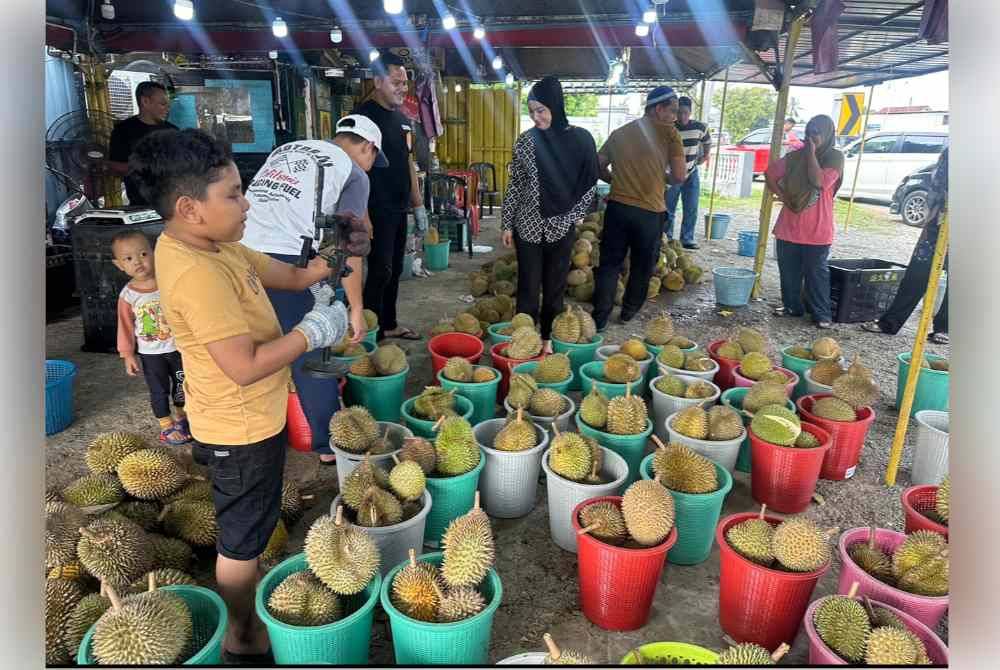 Musim durian menyebabkan orang ramai tidak melepaskan peluang untuk menikmatinya.