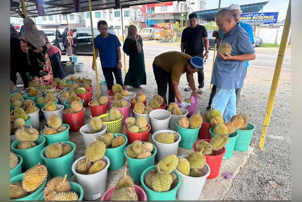 Mid (kanan) yang leka memilih durian di Tumpat.