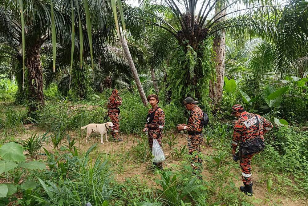 Operasi pencarian mangsa dilakukan melibatkan tiga sektor di kawasan kebun.