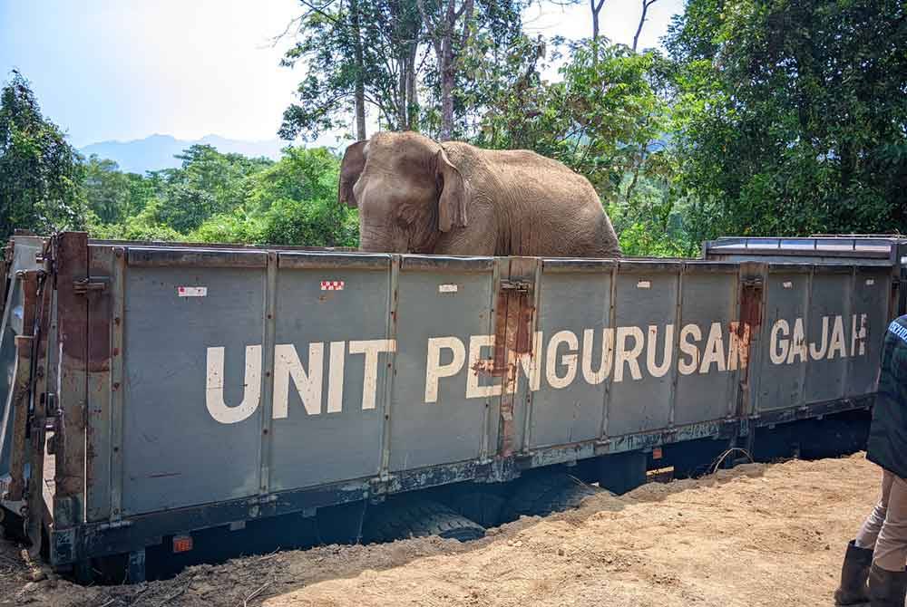 Gajah liar dipindahkan ke habitat lebih sesuai.