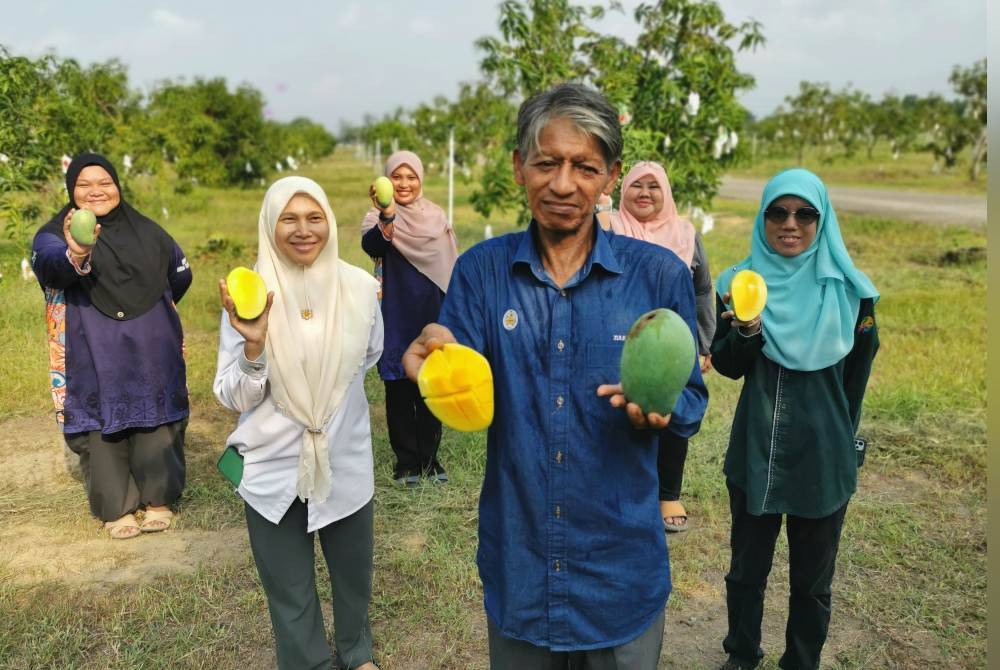 Zulkepli bersama kakitangan Jabatan Pertanian Negeri Terengganu menunjukkan hasil tanaman Mangga King MA128 di stesen pemerhatian Mangga King dekat Pusat Pertanian Rhu Tapai, Setiu.