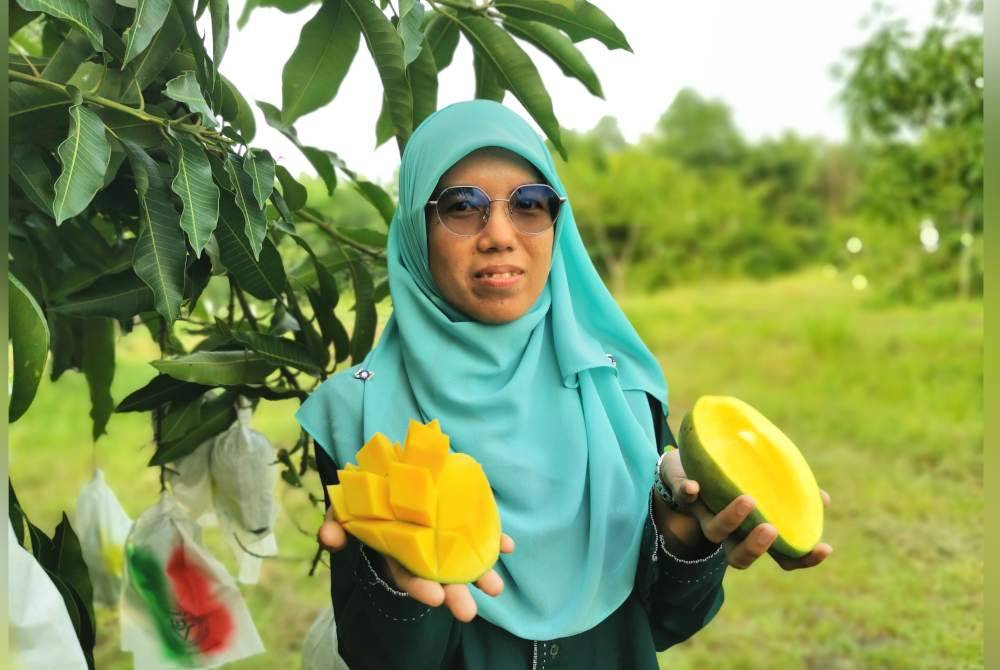 Pegawai Pertanian Pusat Pertanian Rhu Tapai, Nor Hasliza Abdul Wahab menunjukkan buah Manga King MA128 yang sudah matang dan boleh dimakan.