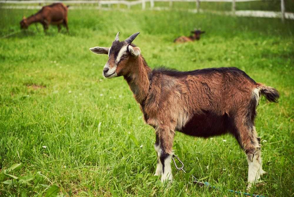 NABI ADAM AS memerintahkan anak-anaknya, Qabil dan Habil melakukan korban sebagai syarat untuk berkahwin dengan kembar Qabil yang cantik. Foto CANVA