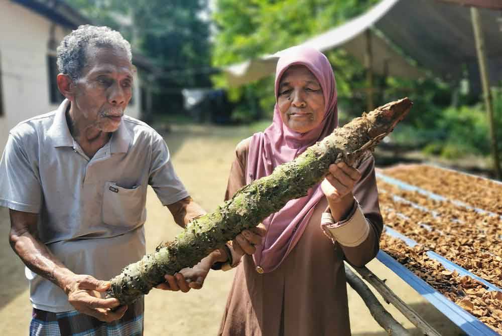 Yusof dan Halimah menunjukkan batang ubi gegeli yang belum diproses di rumahnya di Kampung Dura, Hulu Terengganu.