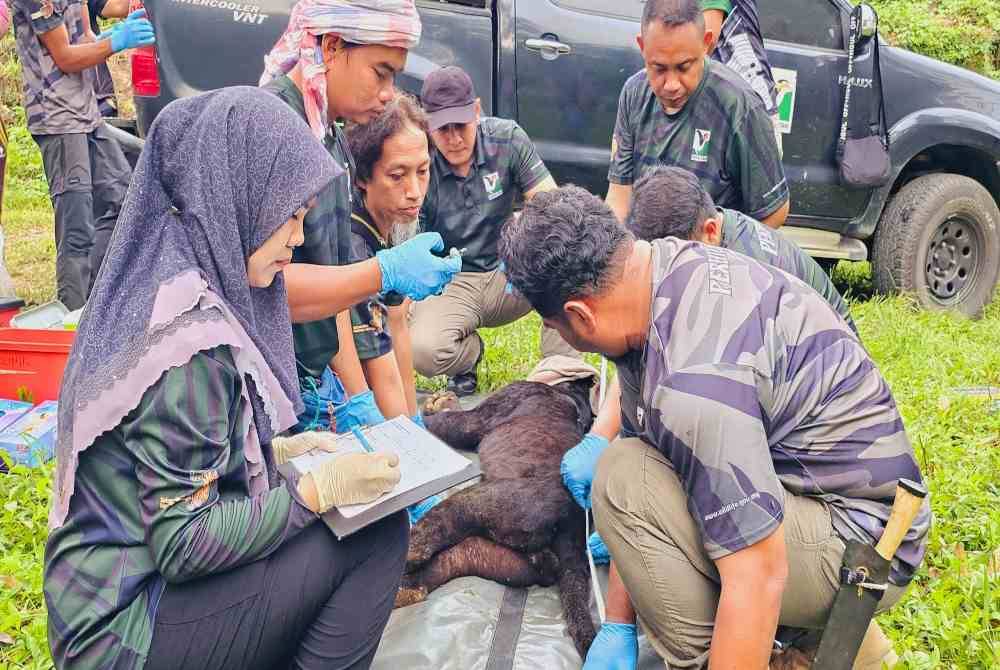 Proses dokumentasi dilakukan terhadap seekor harimau kumbang yang telah masuk perangkap Perhilitan di Jalong, Sungai Siput pada Jumaat.