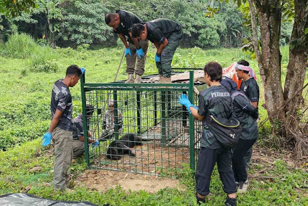 Seekor harimau kumbang yang dilaporkan baham kambing berjaya masuk perangkap di Ladang Jalong, Sungai Siput pada Jumaat.