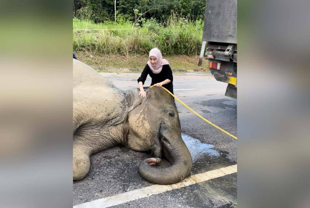 Nik Aidil Marina memandikan gajah denak bagi menyejukkan haiwan itu.