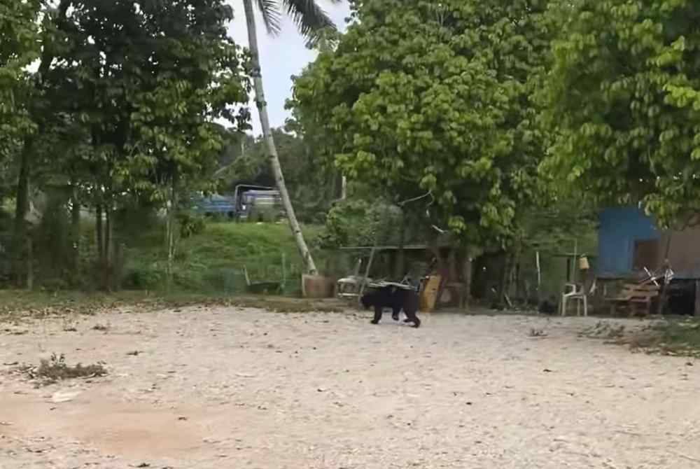 Seekor beruang yang dipercayai tersesat memasuki kawasan kampung di Kuala Terengganu.
